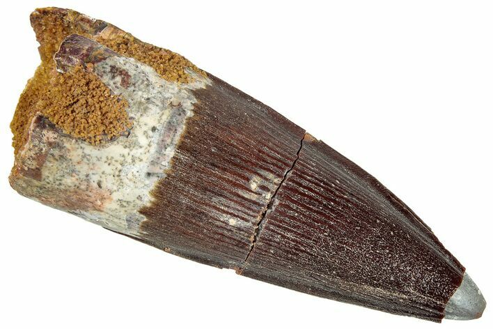 Fossil Spinosaurus Tooth - Real Dinosaur Tooth #296554